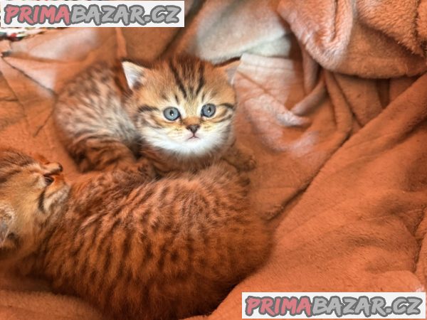 British cats on offer! British cats on offer!
