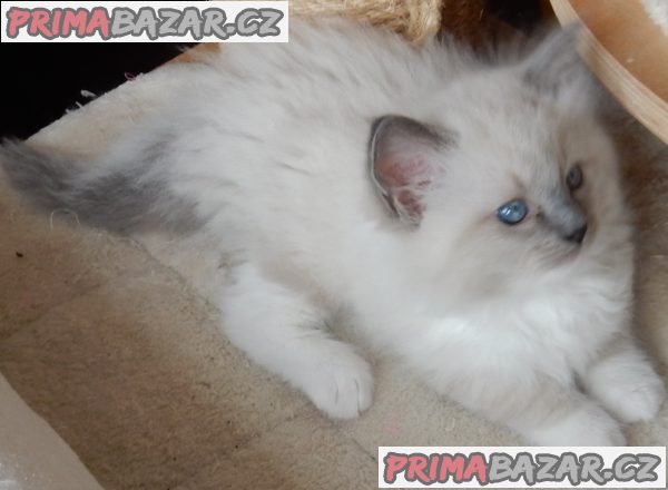 Koťátka Ragdoll s PP na luxusního mazlíčka