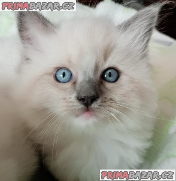 Koťátka Ragdoll s PP na luxusního mazlíčka Koťátka Ragdoll s PP na luxusního mazlíčka