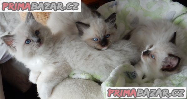 Koťátka Ragdoll s PP na luxusního mazlíčka Koťátka Ragdoll s PP na luxusního mazlíčka