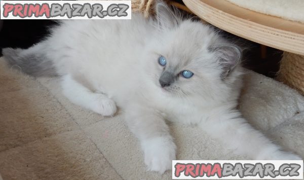 Koťátka Ragdoll s PP na luxusního mazlíčka Koťátka Ragdoll s PP na luxusního mazlíčka