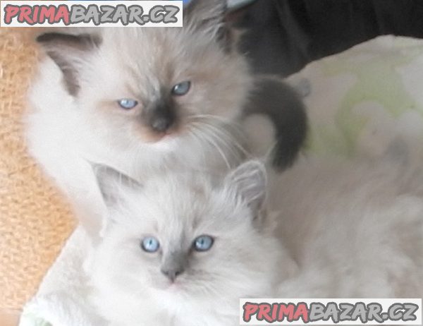 Koťátka Ragdoll s PP na luxusního mazlíčka Koťátka Ragdoll s PP na luxusního mazlíčka