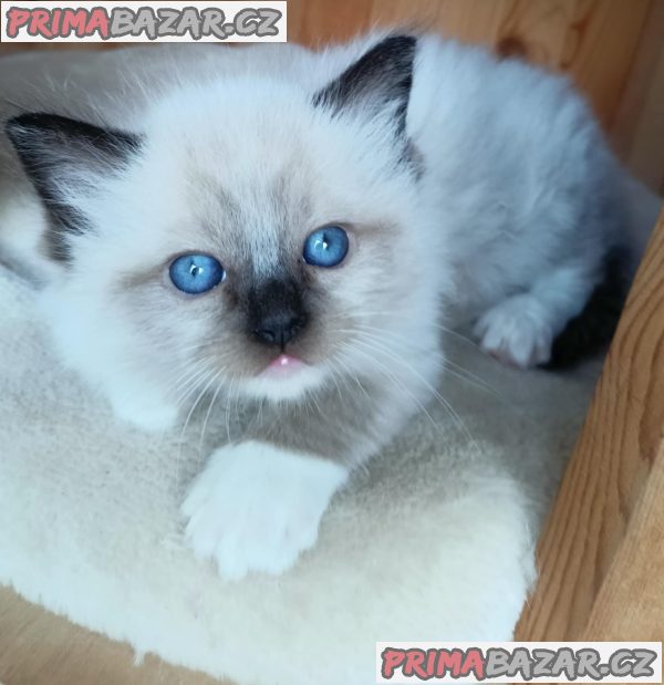 Koťátka Ragdoll s PP na luxusního mazlíčka Koťátka Ragdoll s PP na luxusního mazlíčka