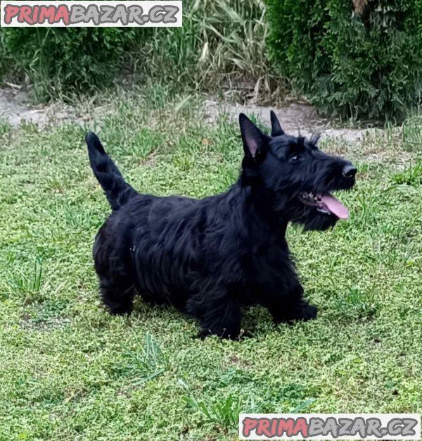Scottish terrier puppies