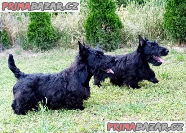 Scottish terrier puppies