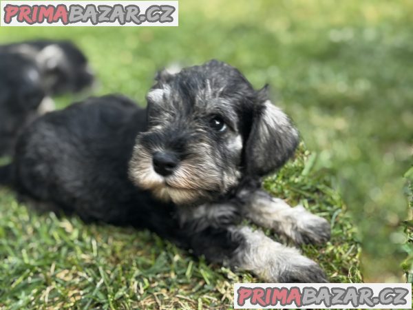 Miniature Schnauzer puppies