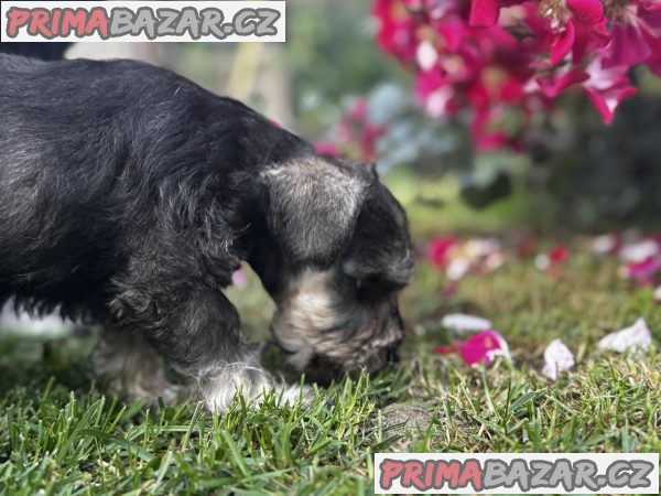Miniature Schnauzer puppies Miniature Schnauzer puppies