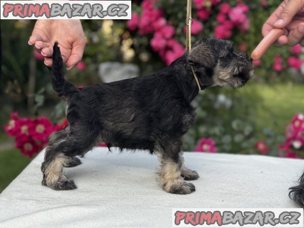 Miniature Schnauzer puppies Miniature Schnauzer puppies