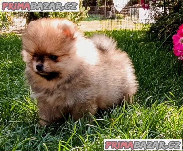 Pomeranian Spitz puppies Pomeranian Spitz puppies