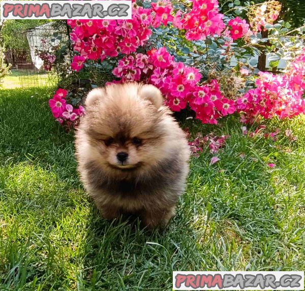 Pomeranian Spitz puppies Pomeranian Spitz puppies