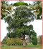 Eucalyptus globulus - semena
