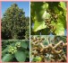 Hovenia Dulcis - Dužistopka sladká - semena