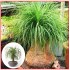 Beaucarnea guatemalensis - semena
