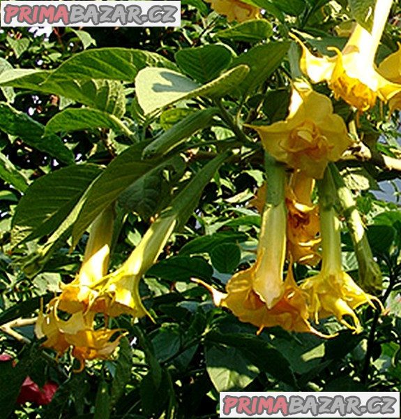řízek Brugmansia Angel Sunstar