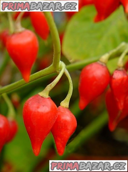 Sazenice Chilli Chupetinho red