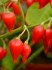 Sazenice Chilli Chupetinho red