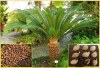 Cycas revoluta - cykas japonský - sazenice