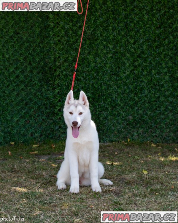 Beautiful female Siberian Husky for sale Beautiful female Siberian Husky for sale