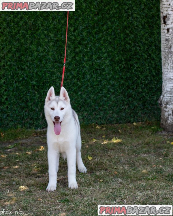 Beautiful female Siberian Husky for sale Beautiful female Siberian Husky for sale