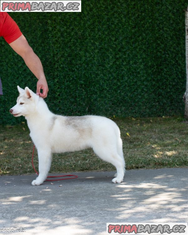 Beautiful female Siberian Husky for sale Beautiful female Siberian Husky for sale