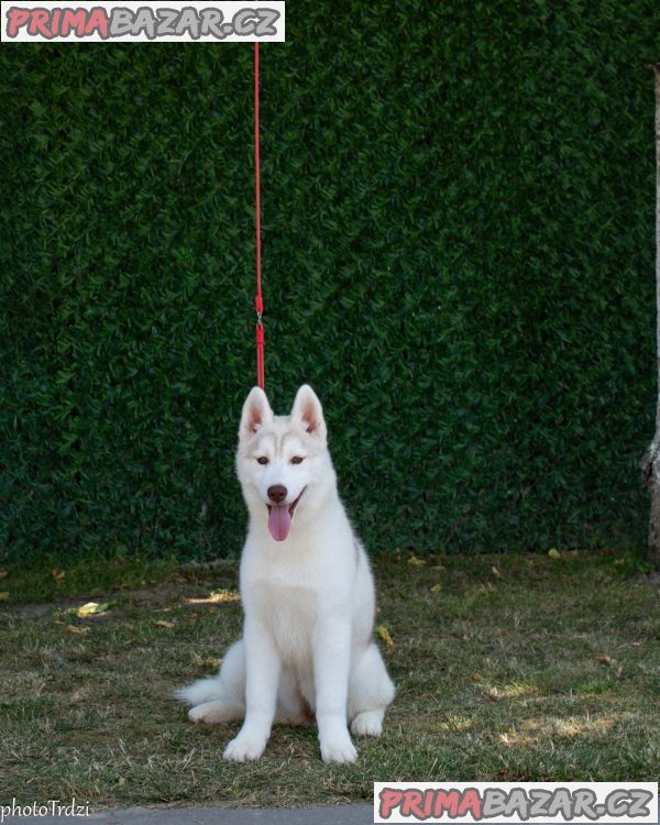 Beautiful female Siberian Husky for sale Beautiful female Siberian Husky for sale