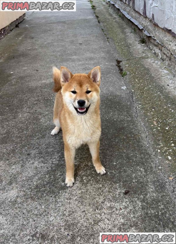 Female Shiba Inu puppy for sale