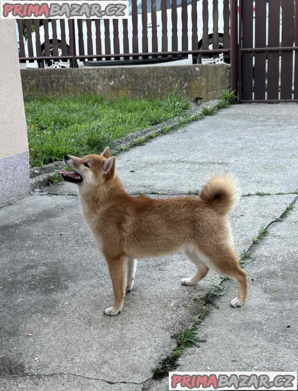 Female Shiba Inu puppy for sale Female Shiba Inu puppy for sale
