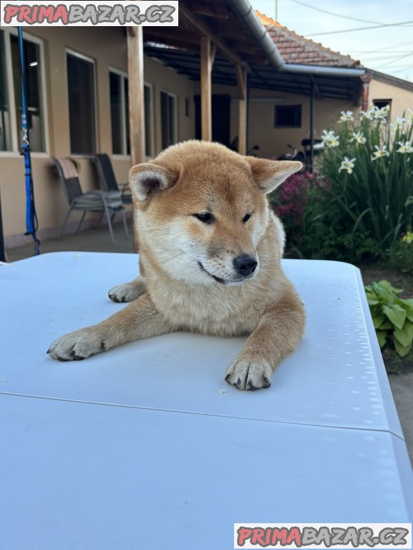 Female Shiba Inu puppy for sale Female Shiba Inu puppy for sale