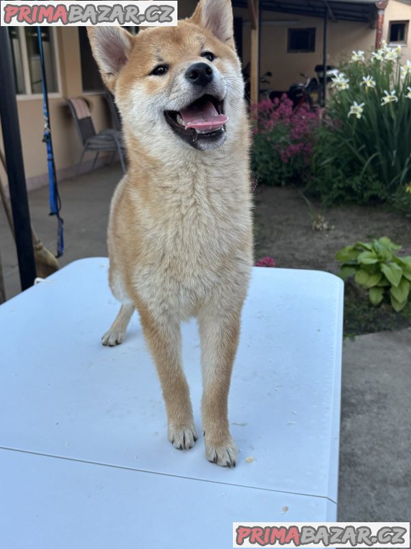 Female Shiba Inu puppy for sale Female Shiba Inu puppy for sale