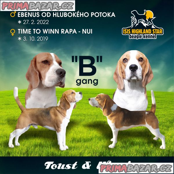 Bígl pejsek s PP Bígl pejsek s PP