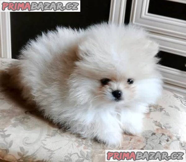 Štěně pomeraniana Štěně pomeraniana