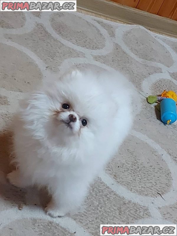 Štěně pomeraniana