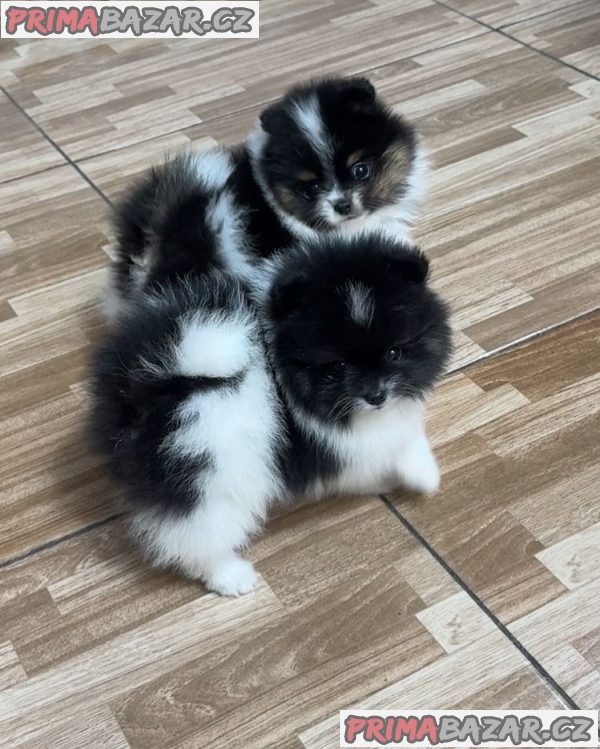 Štěně pomeraniana