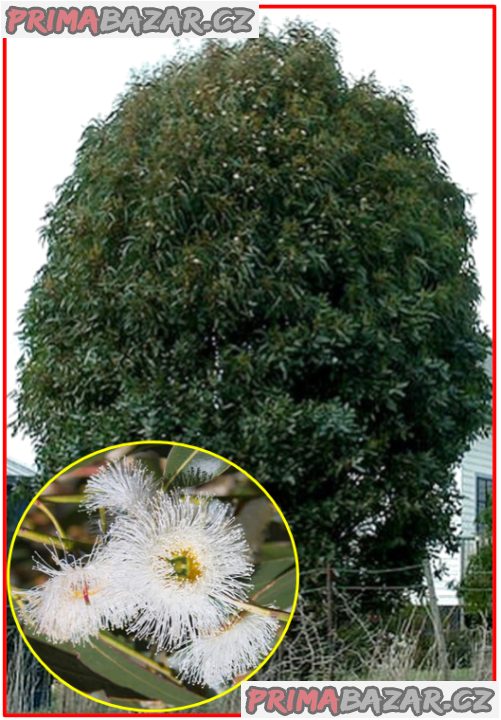Eucalyptus globulus nana - SEMENA