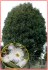 Eucalyptus globulus nana - SEMENA