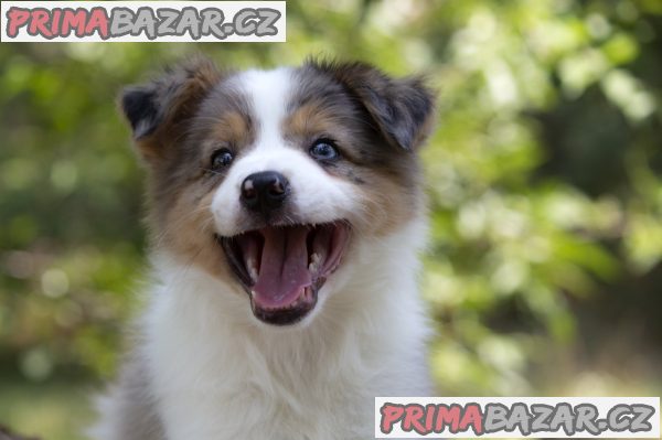 Border collie-Border collie puppies