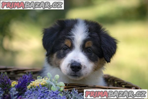 Border collie-Border collie puppies Border collie-Border collie puppies
