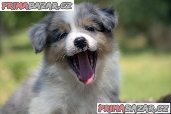Border collie-Border collie puppies Border collie-Border collie puppies