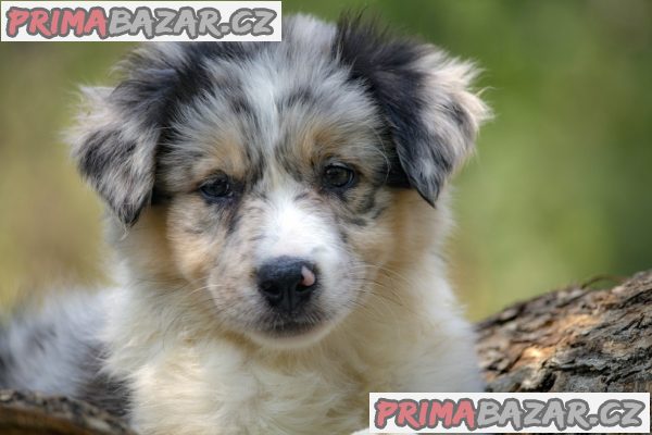 Border collie-Border collie puppies Border collie-Border collie puppies