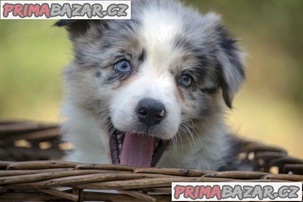 Border collie-Border collie puppies Border collie-Border collie puppies
