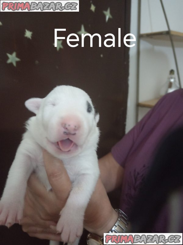 Sinai State Kennel New Litter