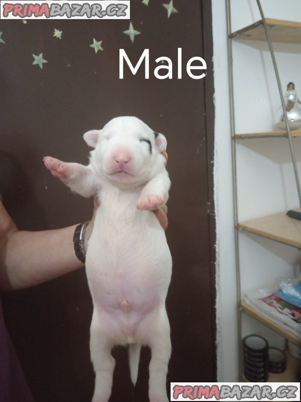 Sinai State Kennel New Litter Sinai State Kennel New Litter