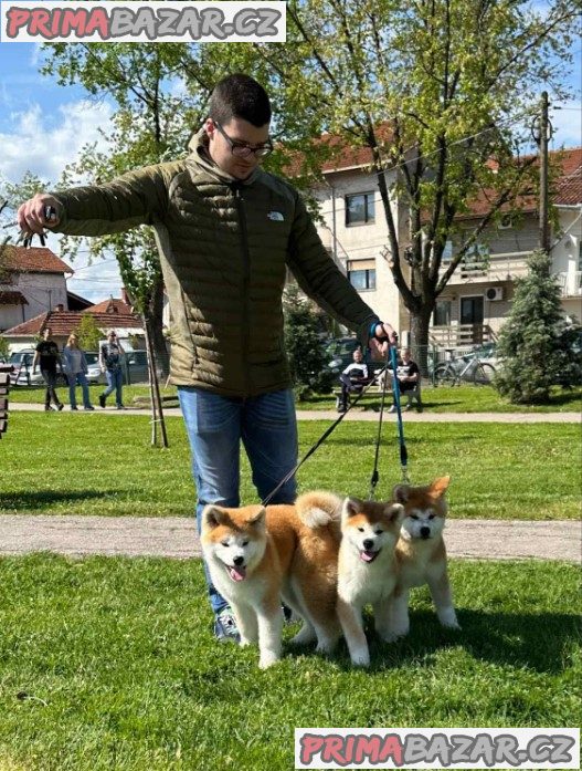 Akita inu puppies - Japanese