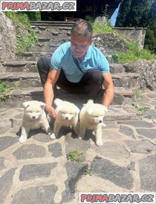 Akita inu puppies - Japanese Akita inu puppies - Japanese