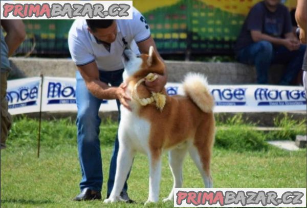 Akita inu puppies - Japanese Akita inu puppies - Japanese