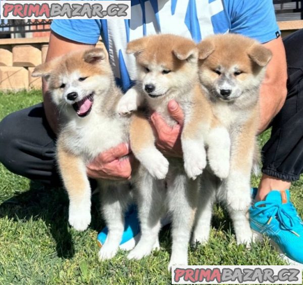 Akita inu puppies - Japanese Akita inu puppies - Japanese