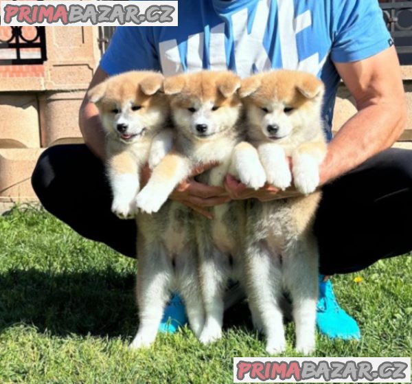 Akita inu puppies - Japanese Akita inu puppies - Japanese