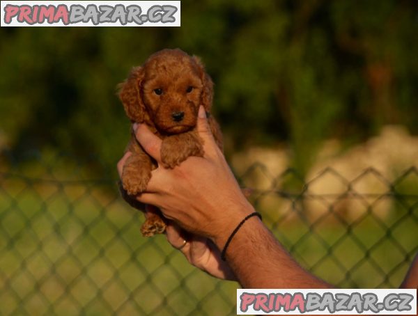 Toy and mini poodles
