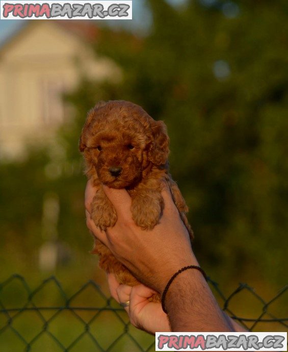 Toy and mini poodles Toy and mini poodles