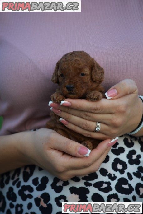 Toy and mini poodles Toy and mini poodles